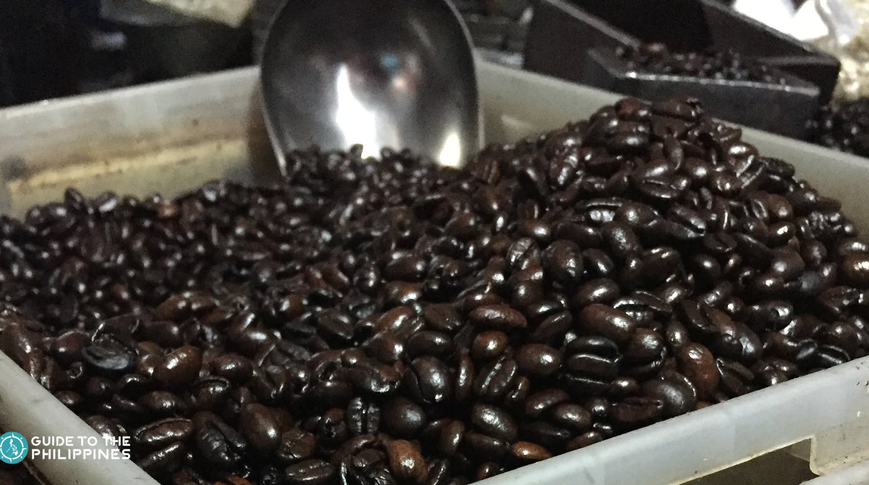 How To Grow Coffee Beans In The Philippines / The 4